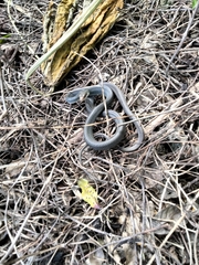 Coluber constrictor paludicola
