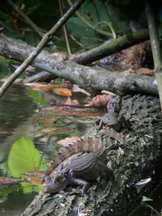 Caiman crocodilus