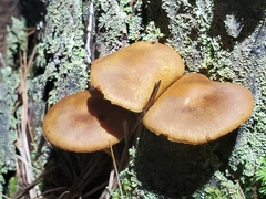 Cortinarius semisanguineus