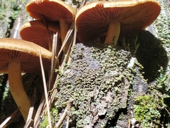 Cortinarius semisanguineus