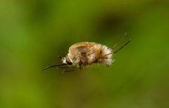 Bombyliini