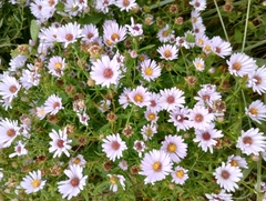 Symphyotrichum novi-belgii