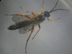 Pimpla rufipes