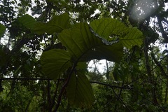 Coccoloba rugosa