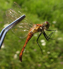 Sympetrum depressiusculum