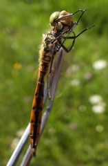 Sympetrum depressiusculum