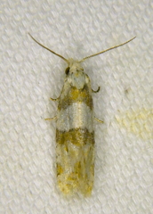 Aethes argentilimitana