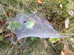 Frontinella pyramitela