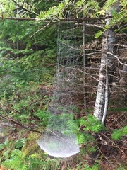 Frontinella pyramitela