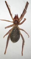 Solifugae