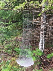 Frontinella pyramitela