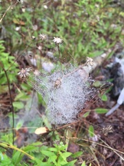 Frontinella pyramitela