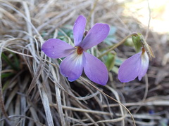 Viola pedata