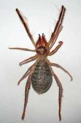 Solifugae