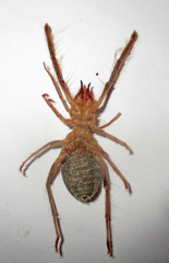 Solifugae
