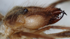 Solifugae