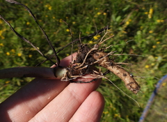 Sonchus arvensis arvensis