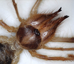Solifugae