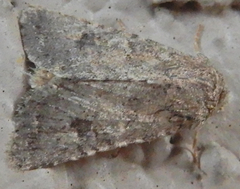 Protorthodes alfkenii