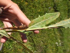 Sonchus arvensis arvensis