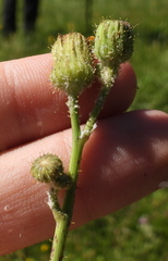 Sonchus arvensis arvensis