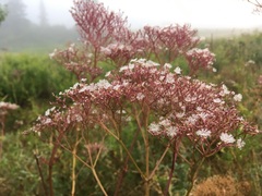 Valeriana officinalis