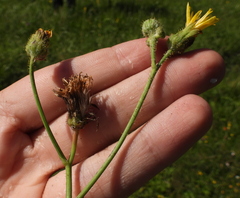 Sonchus arvensis arvensis