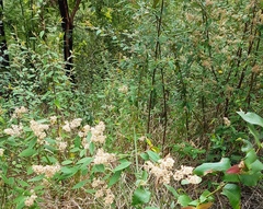 Pomaderris ligustrina