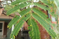 Albizia julibrissin
