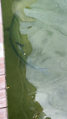 Megalops atlanticus