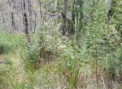 Pomaderris ligustrina