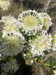 Pimelea carnosa
