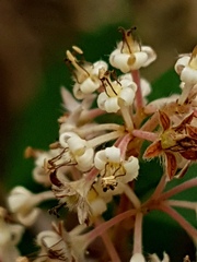 Pomaderris ligustrina