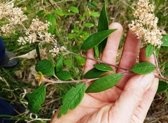 Pomaderris ligustrina