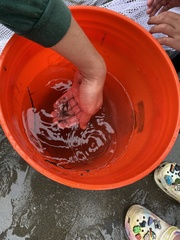 Crangon septemspinosa