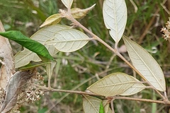 Pomaderris ligustrina