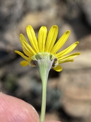 Crassothonna cacalioides