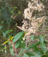 Pomaderris ligustrina