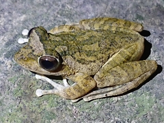 Buergeria robusta