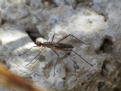 Micropeza grallatrix