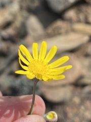 Crassothonna cacalioides