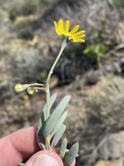 Crassothonna cacalioides