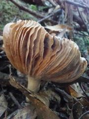 Phylloporus bellus