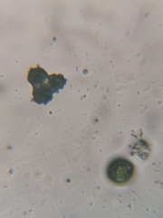 Pleurococcus