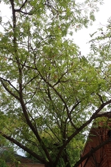 Albizia julibrissin