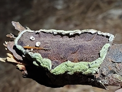 Trichaptum fuscoviolaceum