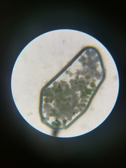 Pleurococcus