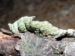 Trichaptum fuscoviolaceum