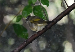 Pycnonotus sinensis