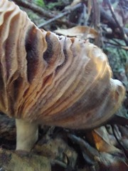 Phylloporus bellus